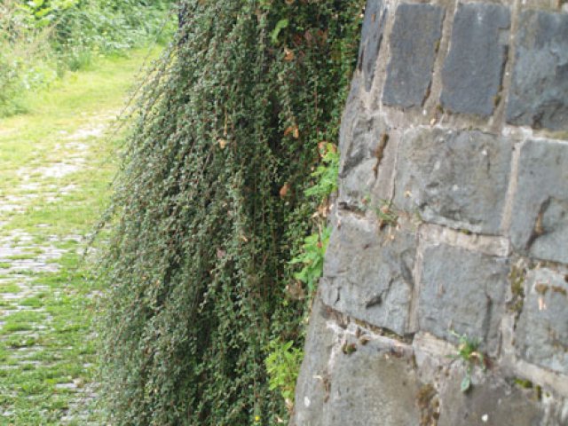Ползущие растения оживят даже каменную стену.