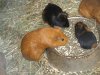 Морские свинки на редкость плодовиты, одна пара свинок может принести за год до 100 детенышей.