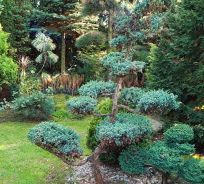 Выращивание и формирование бонсай из сосны