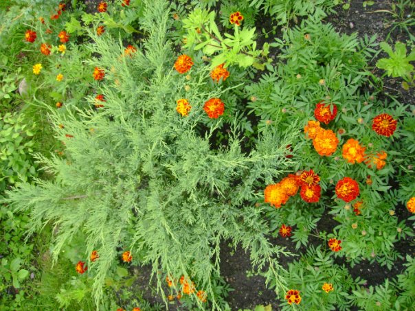 Плодородный растительный грунт