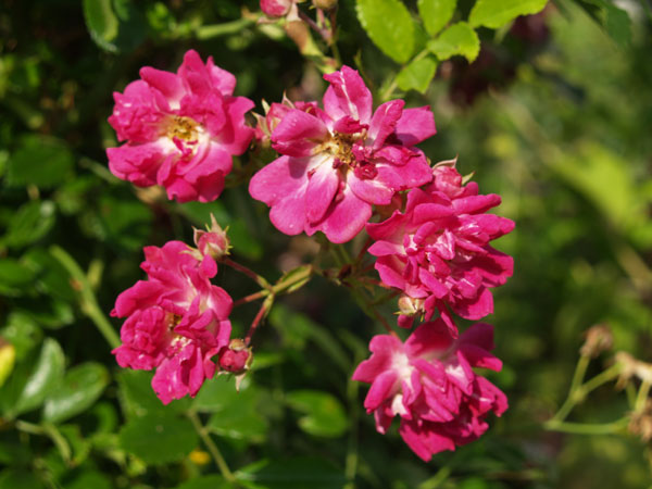 Декоративные цветы - розы