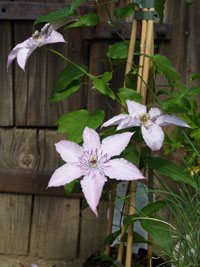 Выращивание и размножение клематиса