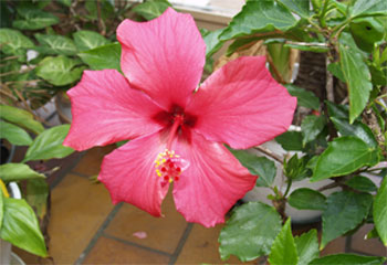 листопадный гибискус