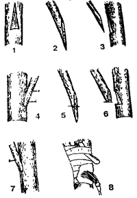 Метод прививки растений с помощью аблактировки