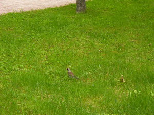 Аэрация газона