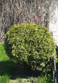 Кустарник остриженный в виде шара